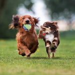 1 Set Dog Chewing Toys Set Chew Toys Gift Set Pet Rope Flying Discs Toy Durable Braided Bone Chewing Training Toys Rope 5-10 pcs