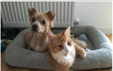 Cat House Cat Bed Pet Dog Bed For Dogs Cats Nest Winter Warm Sleeping Bed Puppy Mat